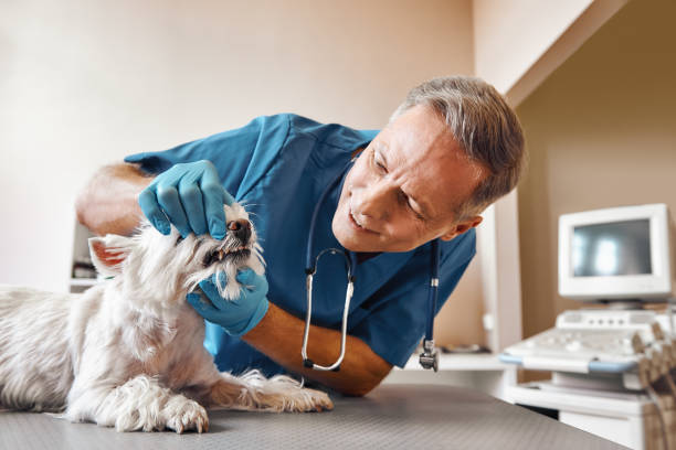 Best Emergency Wisdom Tooth Extraction in Pagould, AR